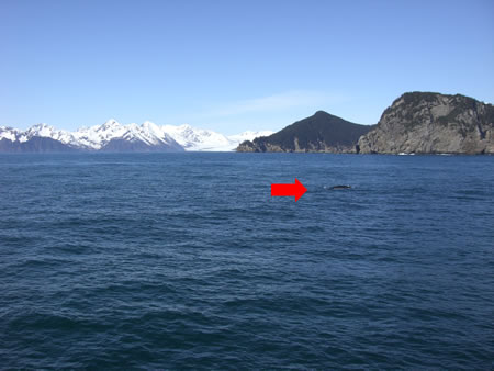 whale3