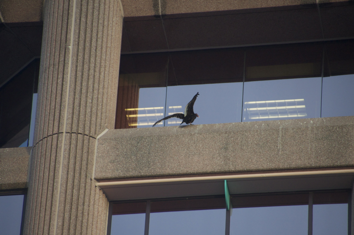 973-Palm Beach Vultures11