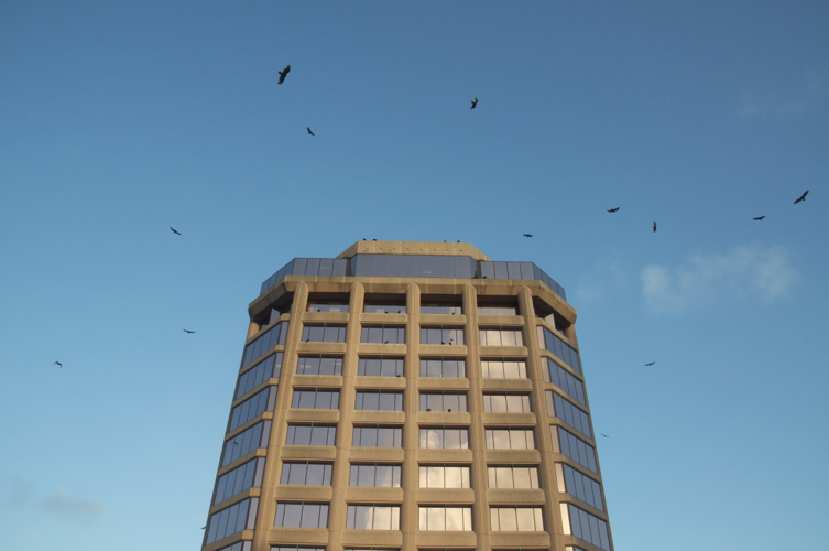 973-Palm Beach Vultures7