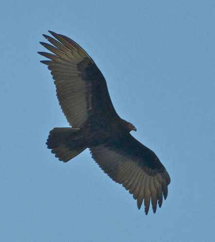973-Palm Beach Vultures9