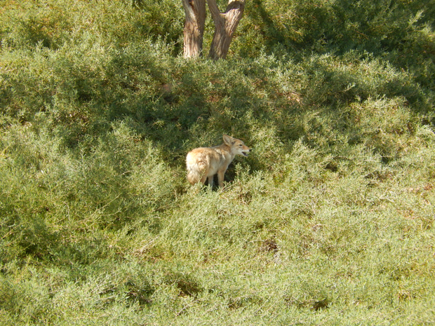 1029-Coyote4