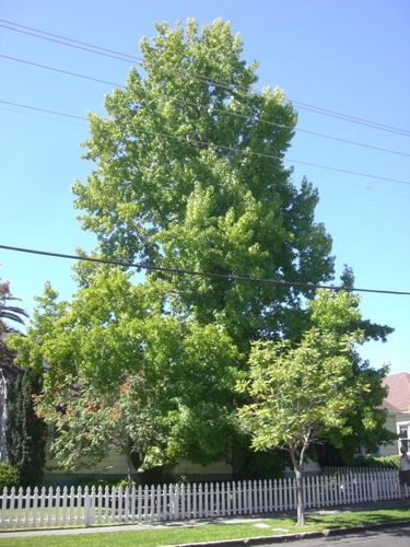 706-St. Helena6