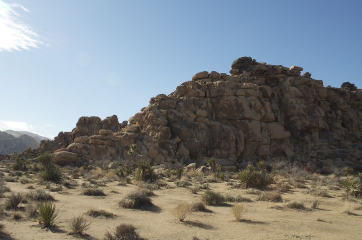 831-Joshua Tree1
