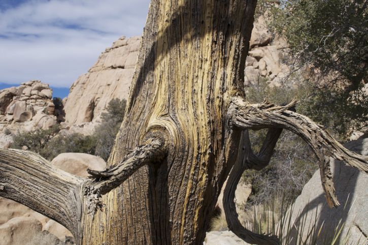 831-Joshua Tree11