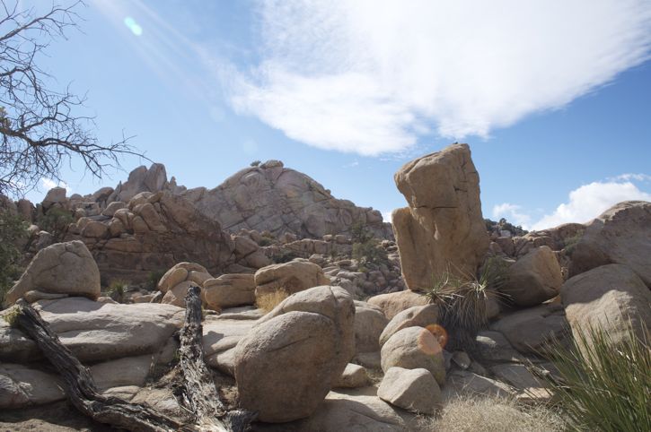 831-Joshua Tree13