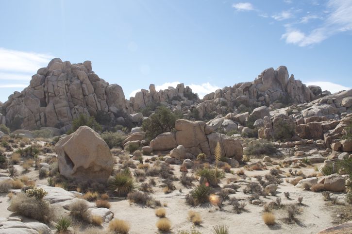 831-Joshua Tree14