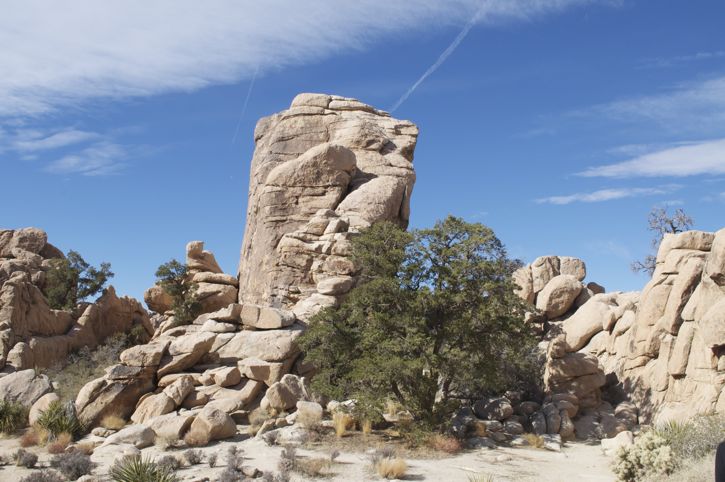 831-Joshua Tree15