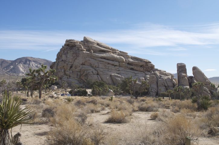 831-Joshua Tree16