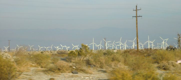 831-Joshua Tree21