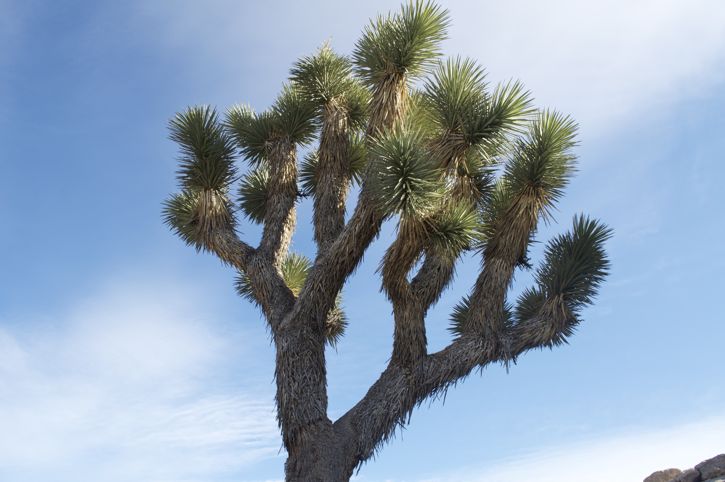 831-Joshua Tree3