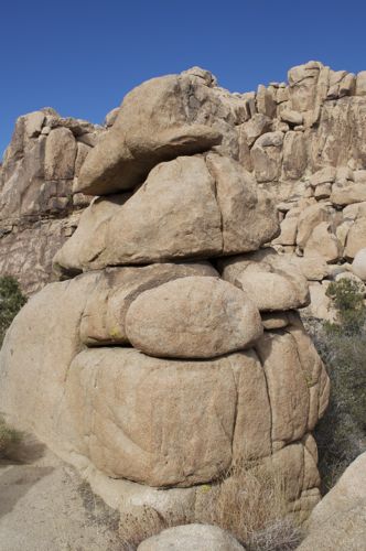 831-Joshua Tree6