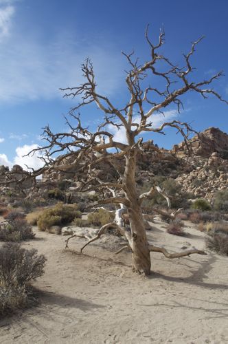 831-Joshua Tree7