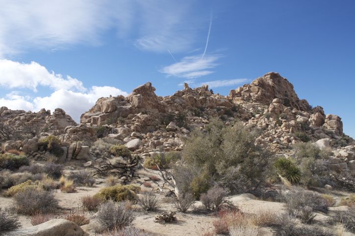 831-Joshua Tree8