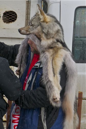 834-Iditarod 2012 People1