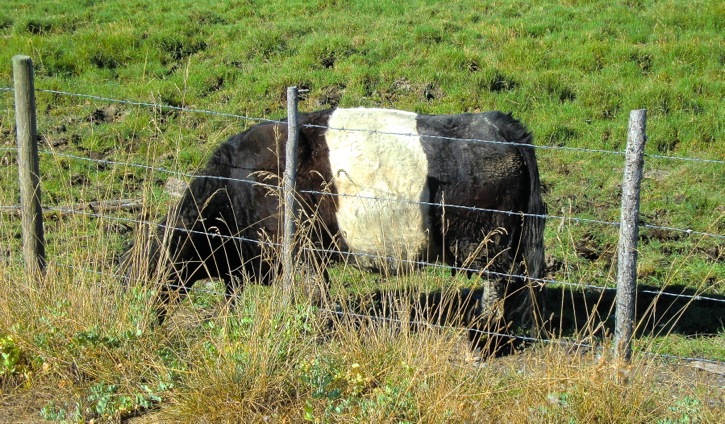 918-Cows1