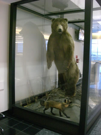 bear1