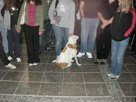 dog1