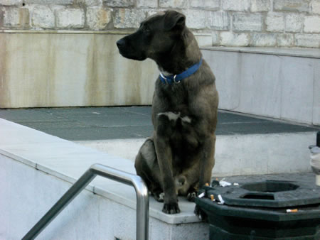 dog4