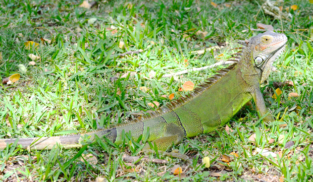 DSC_7339