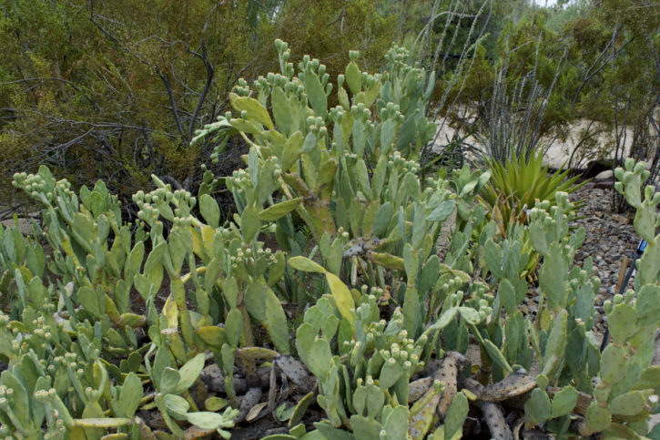 Phoenix Botanical Garden